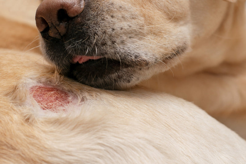 Say Goodbye to Itchy Dog Skin: Best Allergy Relief Chews for Itching, Scratching, and Hot Spots