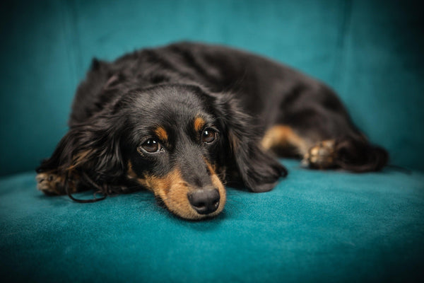 Help Your Dog Find Peace: Zenova Pets Calming Treats for Anxiety & Stress Relief